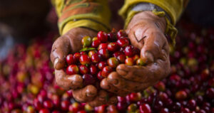 Palm of hand showing red coffee beans