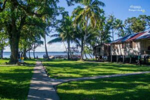 Green grass and trees with a view of the ocean.