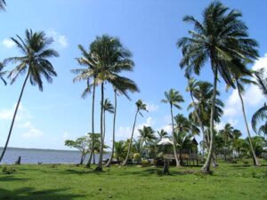 Sunny and palm trees view