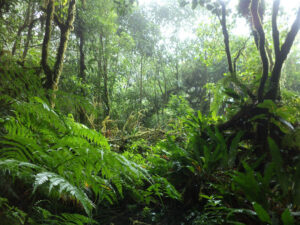 The Tepesomoto-La Patasta Natural Reserve is a protected area in Nicaragua, located between the municipalities of Somoto, San Lucas and Las Sabanas in the department of Madriz.