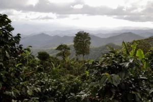 Nueva Segovia is a renowned coffee-growing region in northern Nicaragua, known for producing high-quality beans with a Central American profile, typically sweet and balanced.